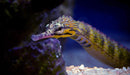 Reeftop Pipefish - Ocean Reefs Marine Aquariums