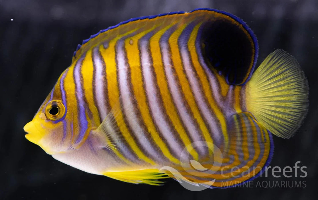Regal Angel (Blue Belly) - Ocean Reefs Marine Aquariums