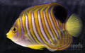 Regal Angel (Blue Belly) - Ocean Reefs Marine Aquariums