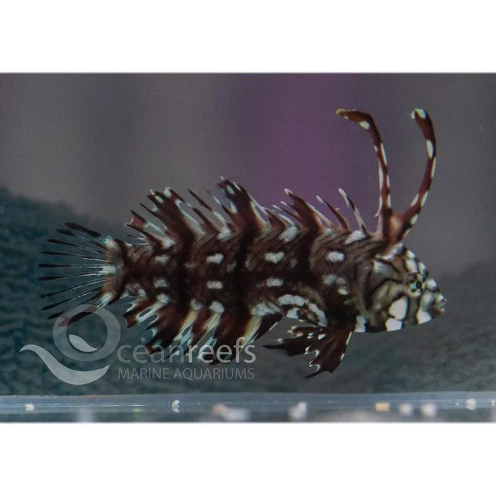 Reindeer wrasse - Ocean Reefs Marine Aquariums