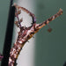 Ribbon Pipefish - Ocean Reefs Marine Aquariums