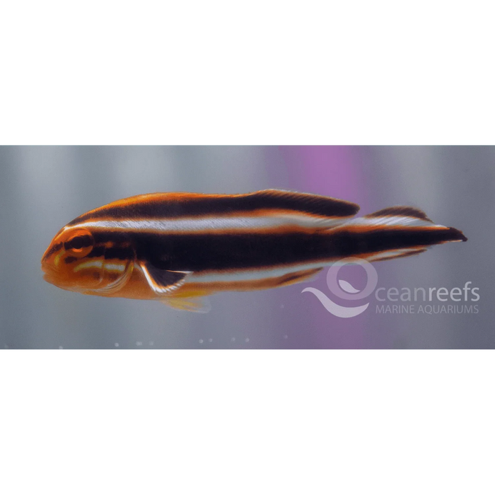 Ribbon Sweetlip - Ocean Reefs Marine Aquariums