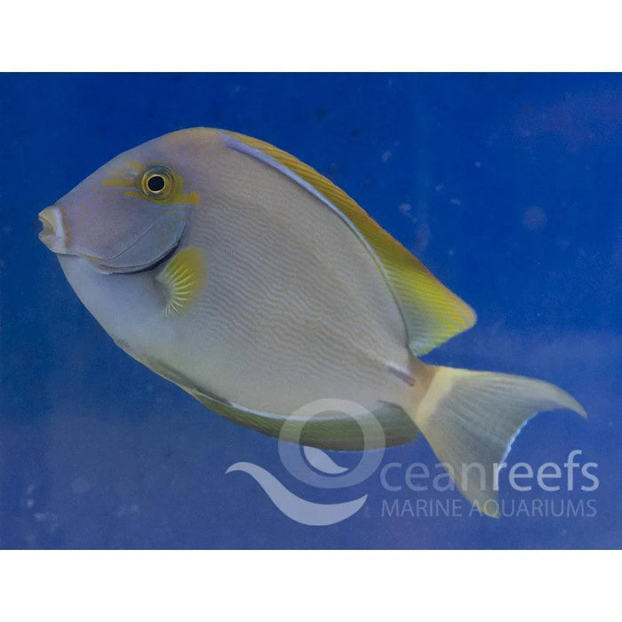Ring Tailed Tang - Ocean Reefs Marine Aquariums