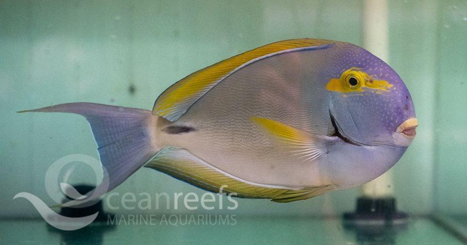 Ring Tailed Tang - Ocean Reefs Marine Aquariums
