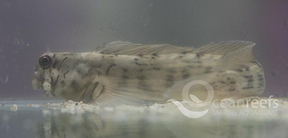 Rippled Rockskipper Blenny - Ocean Reefs Marine Aquariums