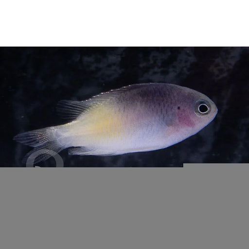 Rollandi Damsel - Ocean Reefs Marine Aquariums