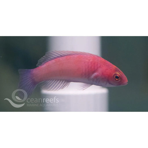Rose Band Wrasse - Ocean Reefs Marine Aquariums