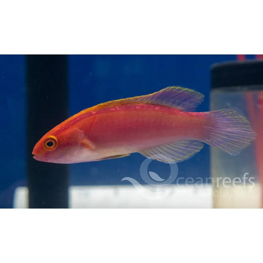 Rose Band Wrasse - Ocean Reefs Marine Aquariums