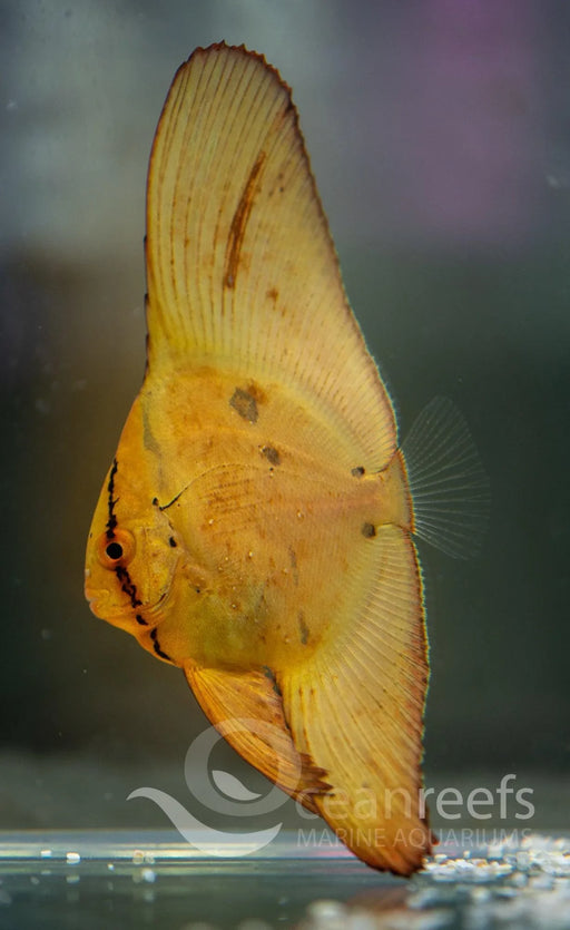 Round Batfish - Ocean Reefs Marine Aquariums