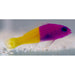 Royal dottyback - Ocean Reefs Marine Aquariums