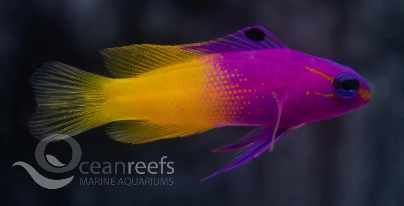 Royal Gramma (Captive Bred) - Ocean Reefs Marine Aquariums