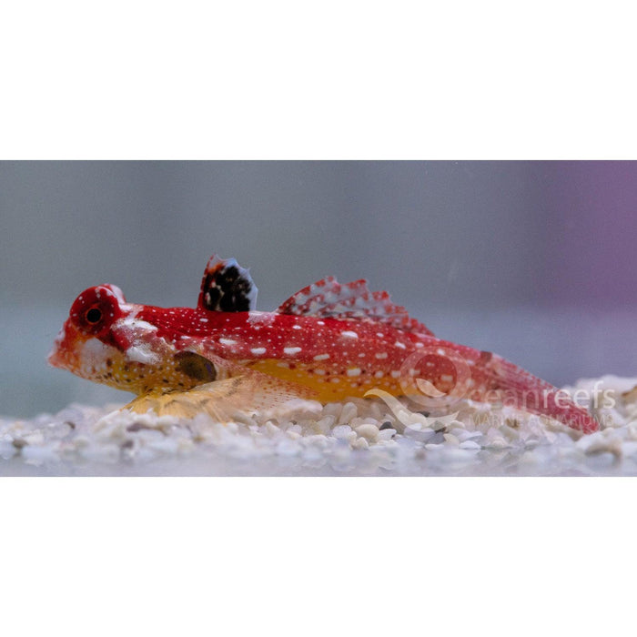 Ruby Red Scooter Blenny - Ocean Reefs Marine Aquariums
