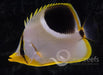 Saddle Back Butterfly - Ocean Reefs Marine Aquariums