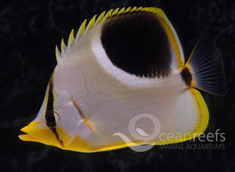Saddle Back Butterfly - Ocean Reefs Marine Aquariums
