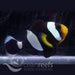 Saddleback Anemonefish - Ocean Reefs Marine Aquariums
