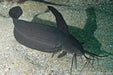 Sailfin Catfish - Ocean Reefs Marine Aquariums