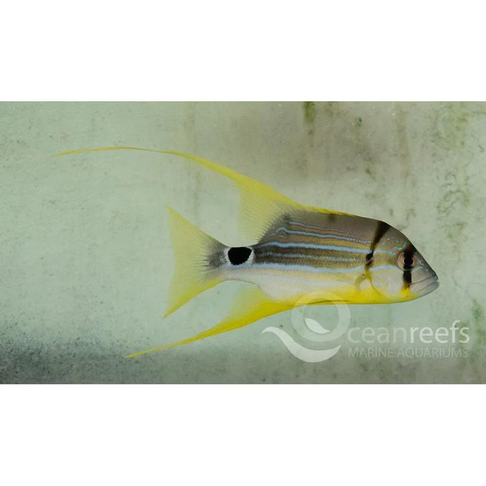 Sailfin Snapper - Ocean Reefs Marine Aquariums