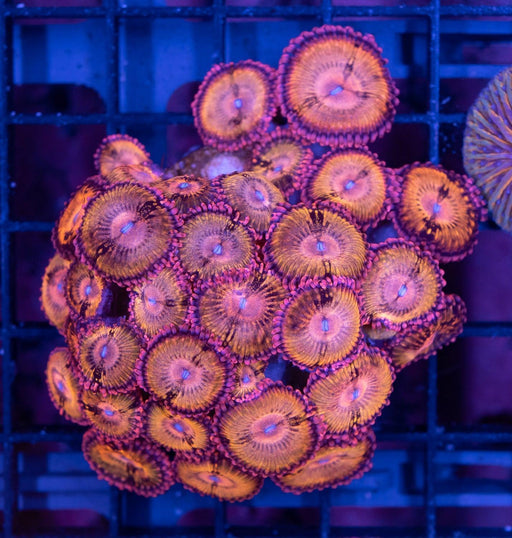 Sakura Sunrise Zoa Frag - Ocean Reefs Marine Aquariums