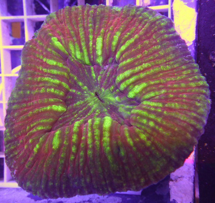 Scolymia Vitensis - Ocean Reefs Marine Aquariums