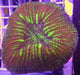 Scolymia Vitensis - Ocean Reefs Marine Aquariums