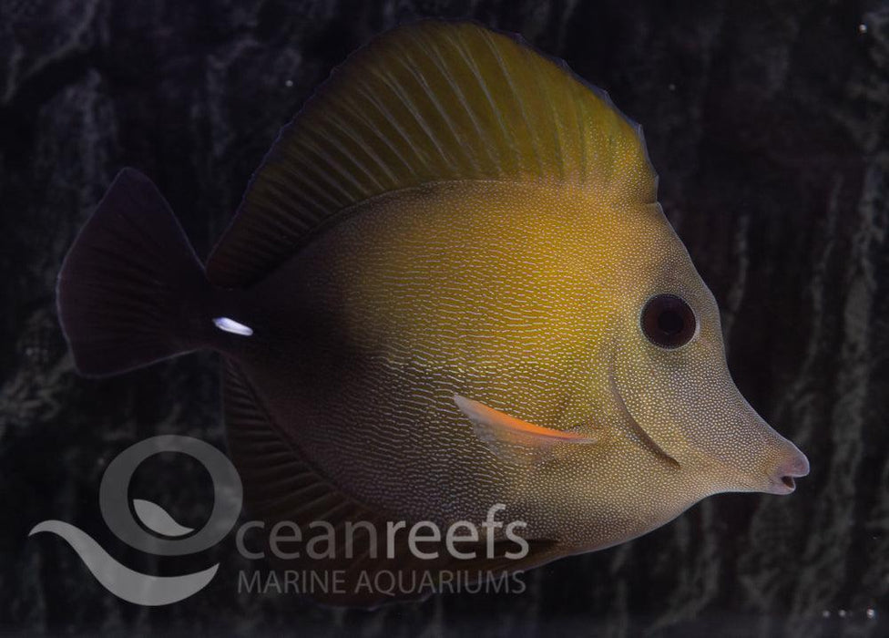 Scopas Tang - Ocean Reefs Marine Aquariums