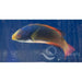 Scott's Fairy Wrasse - Ocean Reefs Marine Aquariums