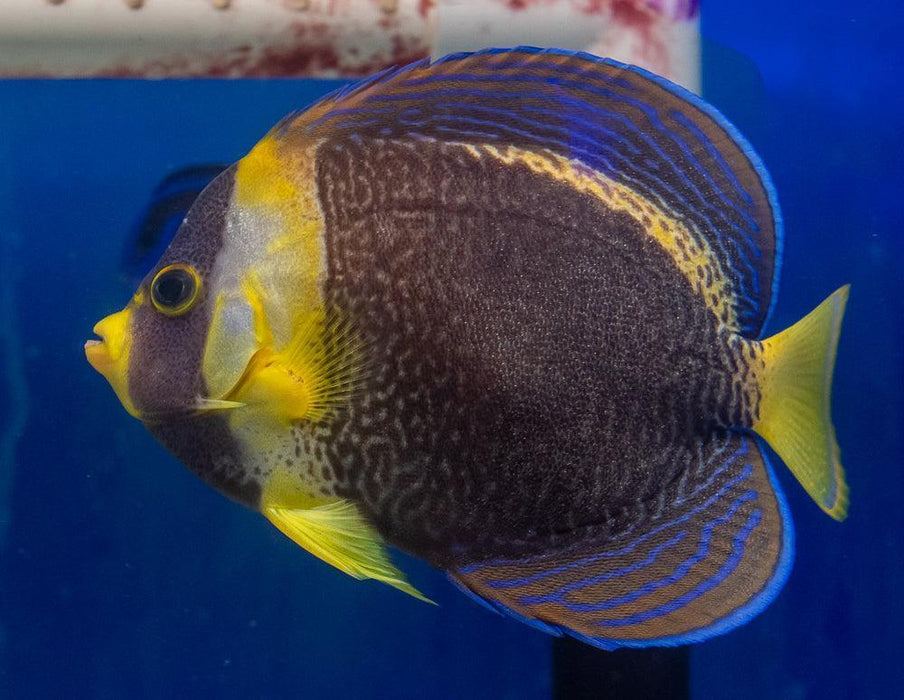 Scribbled Angelfish (Female) - Ocean Reefs Marine Aquariums