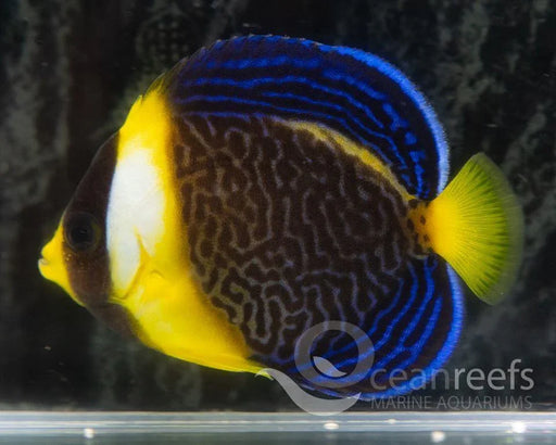 Scribbled Angelfish (Juvenile) - Ocean Reefs Marine Aquariums