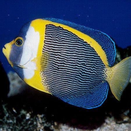 Scribbled Angelfish (Large Male) - Ocean Reefs Marine Aquariums