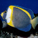 Scribbled Angelfish (Large Male) - Ocean Reefs Marine Aquariums