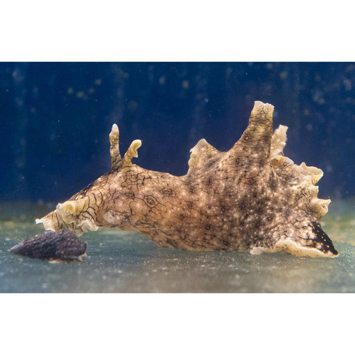 Sea Hare - Ocean Reefs Marine Aquariums