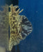 Sea Hare - Ocean Reefs Marine Aquariums