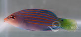 Six Line Wrasse - Ocean Reefs Marine Aquariums