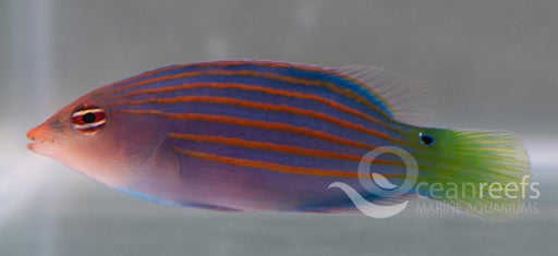 Six Line Wrasse - Ocean Reefs Marine Aquariums