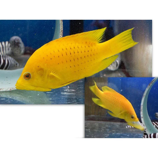 Sling jaw wrasse - Ocean Reefs Marine Aquariums