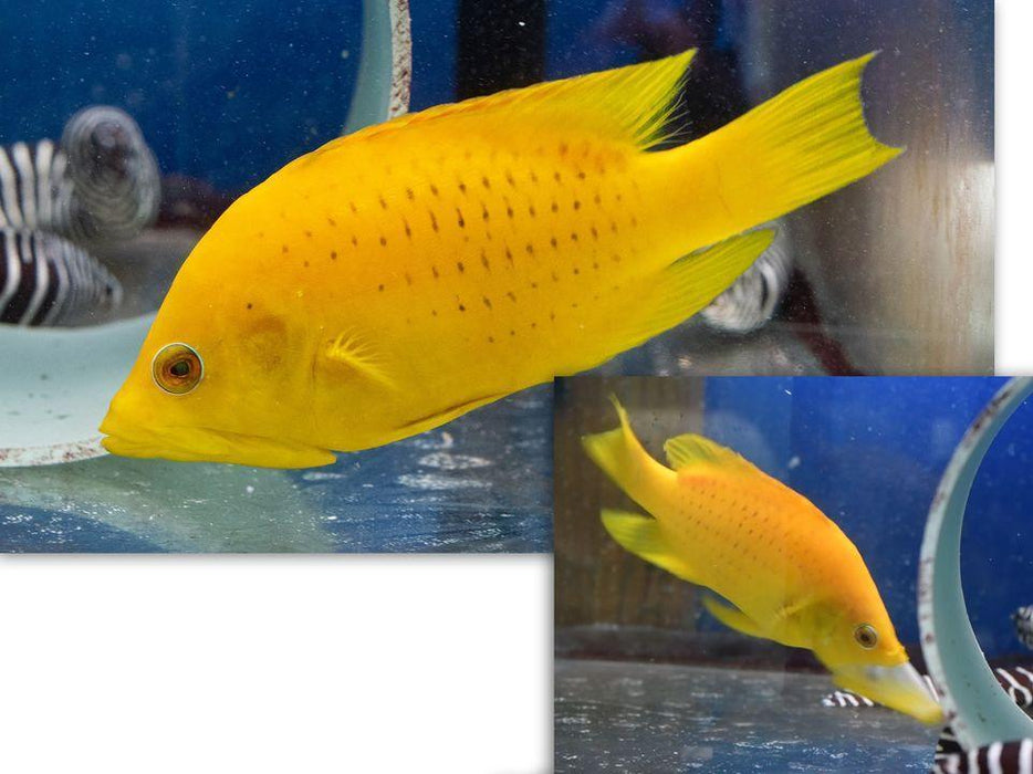 Slingjaw Wrasse - Ocean Reefs Marine Aquariums