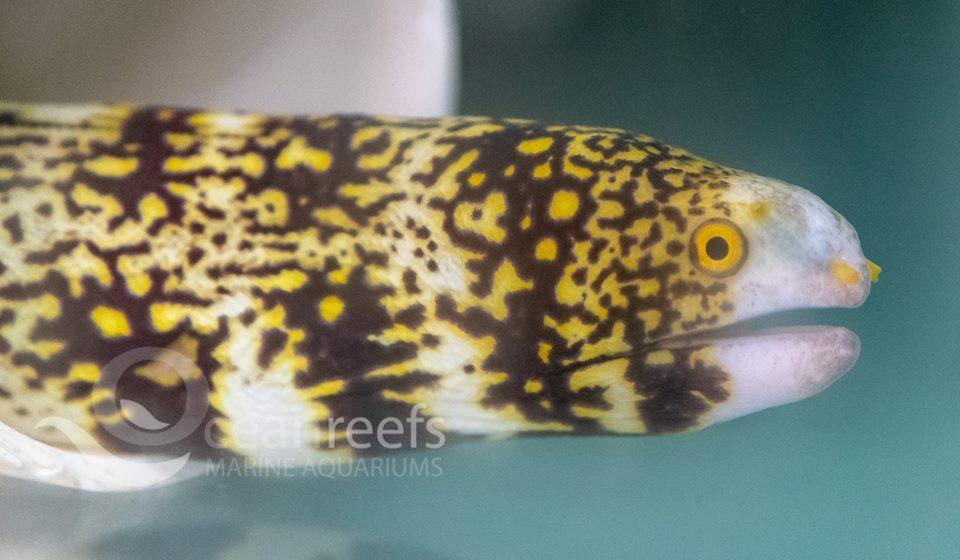 Snowflake Eel - Ocean Reefs Marine Aquariums