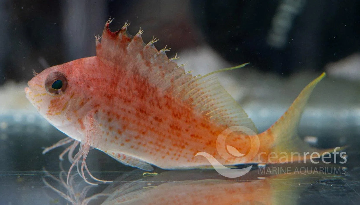Soaring Hawkfish - Ocean Reefs Marine Aquariums