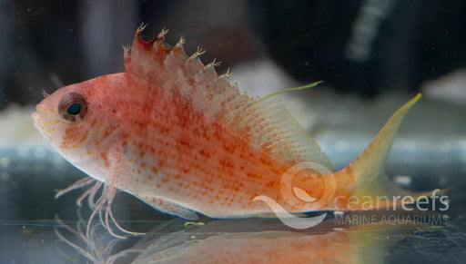 Soaring Hawkfish - Ocean Reefs Marine Aquariums