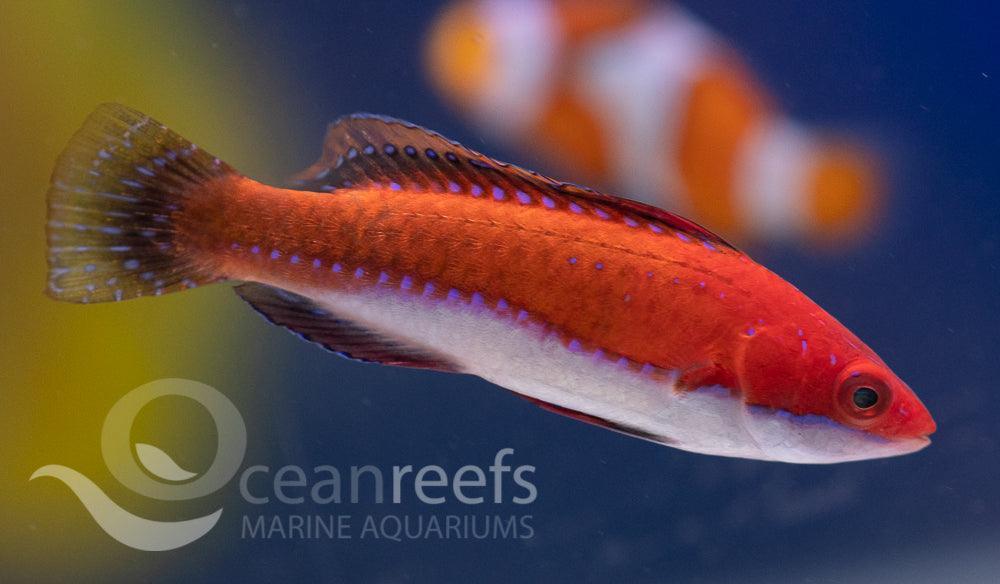 Social Wrasse - Ocean Reefs Marine Aquariums