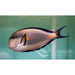Sohal Tang - Ocean Reefs Marine Aquariums