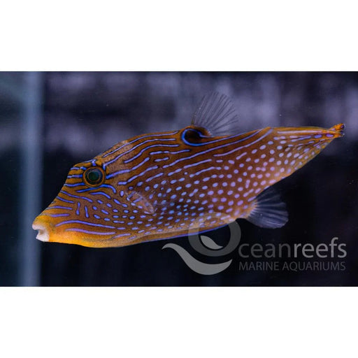 Solandri Puffer - Ocean Reefs Marine Aquariums