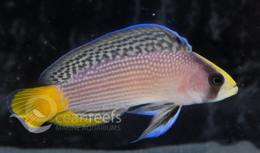 Splendid Dottyback - Ocean Reefs Marine Aquariums