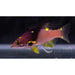 Split Level Hogfish - Ocean Reefs Marine Aquariums