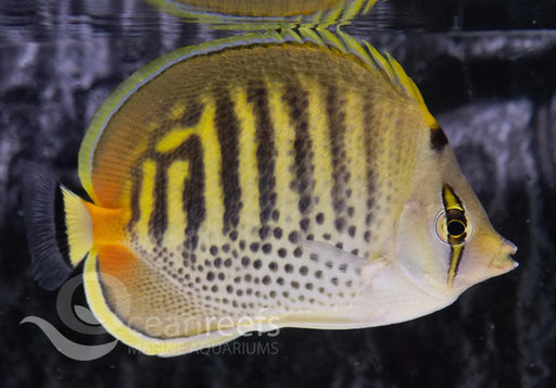Spot-Band Butterfly - Ocean Reefs Marine Aquariums