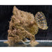 Spot Tail Anglerfish - Ocean Reefs Marine Aquariums