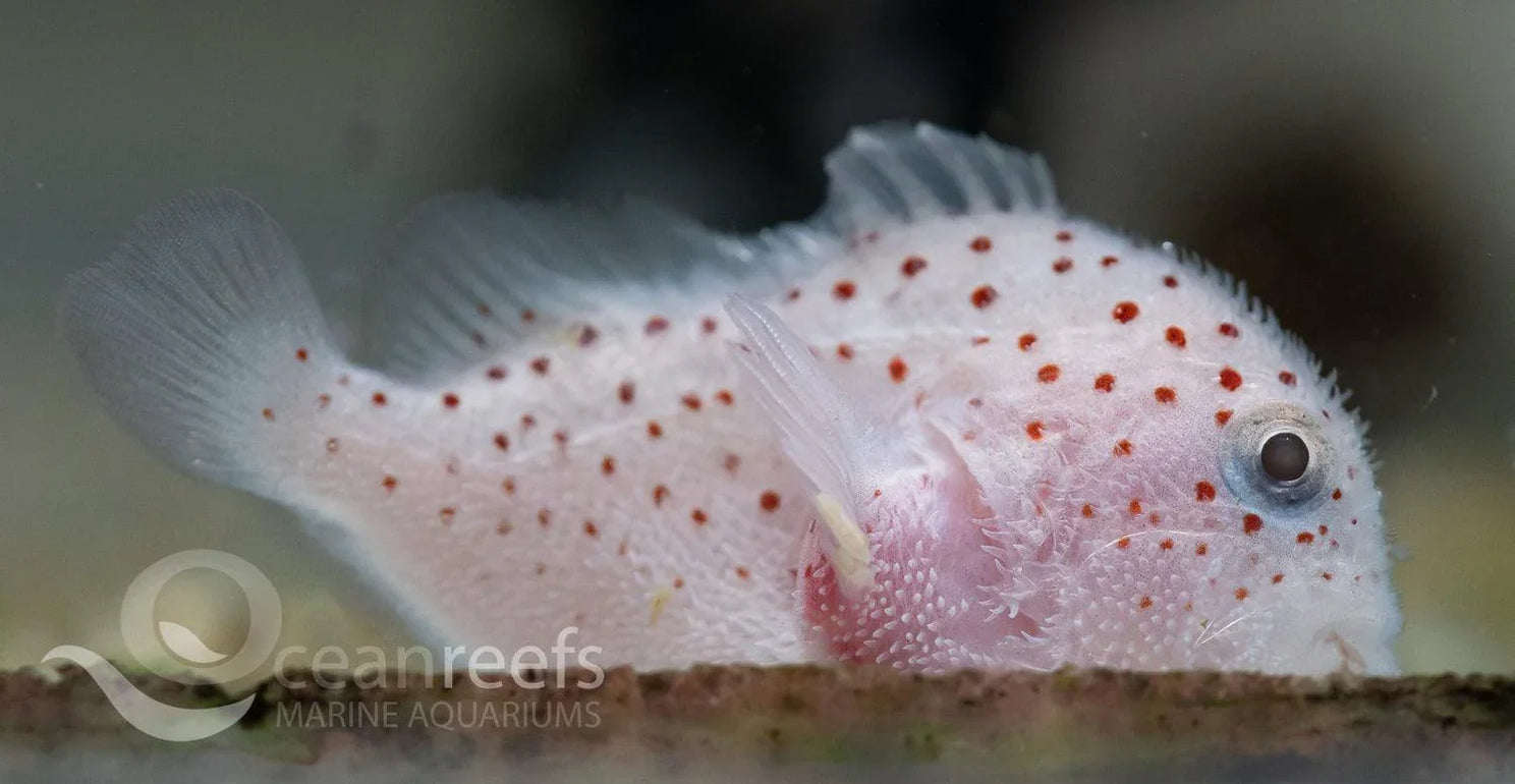 Spotted Croucher Goby | Ocean Reefs Marine Aquariums