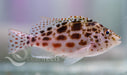 Spotted Hawkfish - Ocean Reefs Marine Aquariums