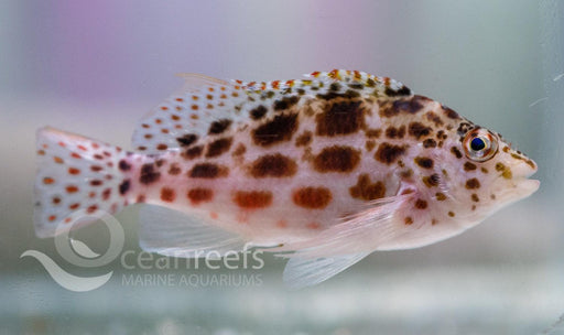 Spotted Hawkfish - Ocean Reefs Marine Aquariums
