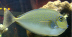 Spotted Unicorn Tang - Ocean Reefs Marine Aquariums
